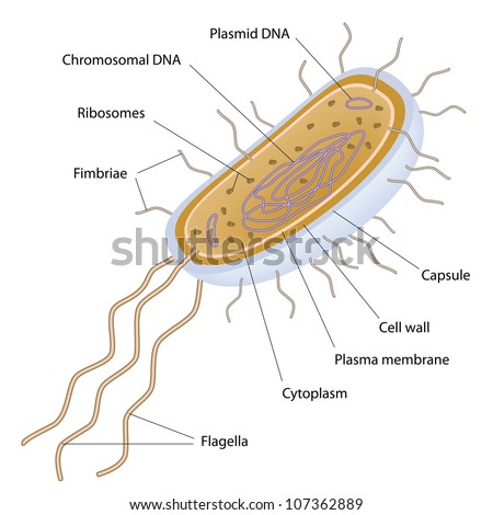 Structure Of A Bacterial Cell Stock Photo 107362889 : Shutterstock