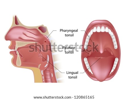 Tonsils in open mouth view and sagittal view