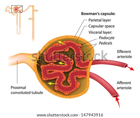 The Renal Corpuscle Structure, Labeled Stock Photo 147943916 : Shutterstock