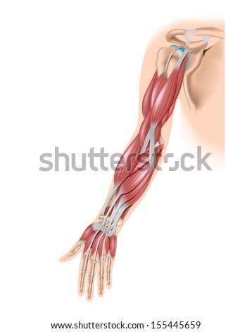 Muscles Of The Arm Anterior Stock Photo 155445659 : Shutterstock