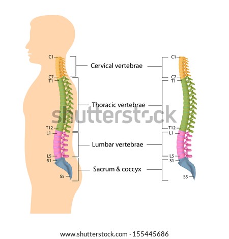 Spine Anatomy Labeled Stock Photo 155445686 : Shutterstock
