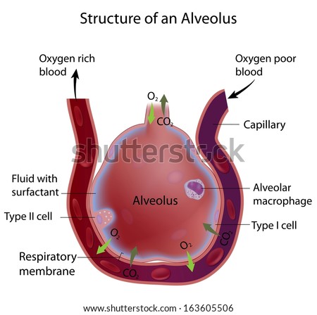 Structure Of An Alveolus Stock Photo 163605506 : Shutterstock