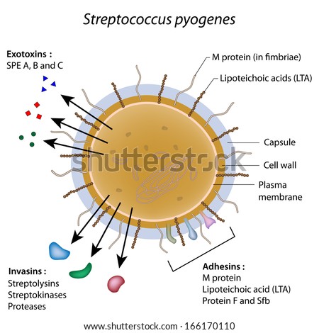 Streptococcus Pyogenes Bacterium Stock Photo 166170110 : Shutterstock