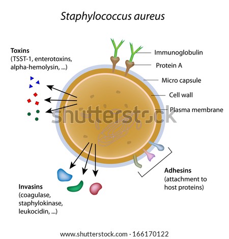 Staphylococcus Aureus Bacterium Stock Photo 166170122 : Shutterstock