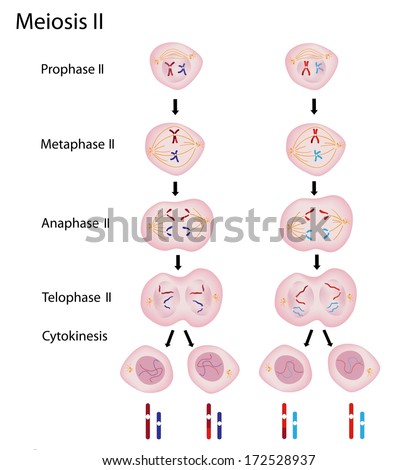 Phases Of Meiosis 2 Stock Photo 172528937 : Shutterstock