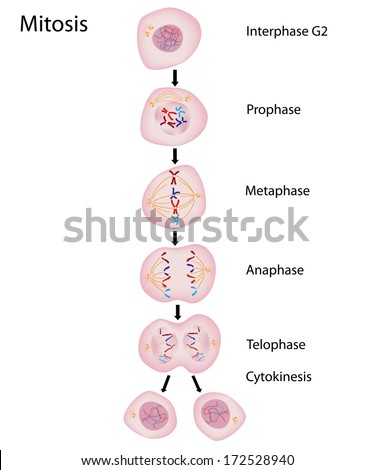 Phases Of Mitosis Stock Photo 172528940 : Shutterstock