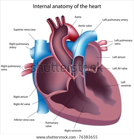 Heart Cross Section Labeled Stock Vector Illustration 76383655 ...