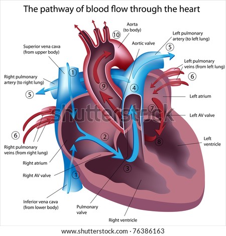 Pathway Of Blood Flow Through The Heart Stock Photo 76386163 : Shutterstock