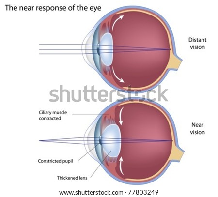 Eye Adaptation To Near Vision Stock Vector Illustration 77803249 ...