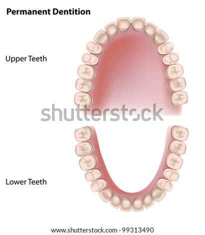 Permanent Teeth, Adult Dentition Stock Photo 99313490 : Shutterstock