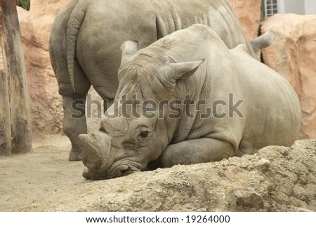 a rhinoceros resting on a ground in the \