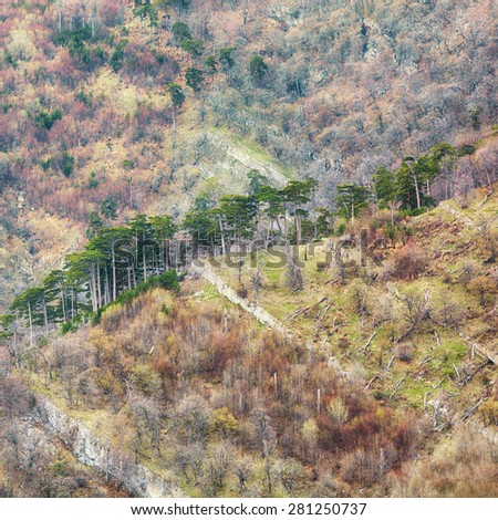 amazing misty forest mountains. Pine trees of the hill