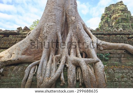 Ta Prohm famouse giant tree with ancient roots