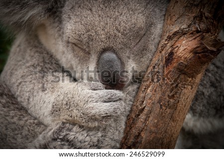 Cute sleeping wild  koala closeup portrait