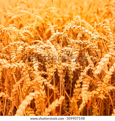 Golden orange straws of wheat field - orange colored photograph - square layout