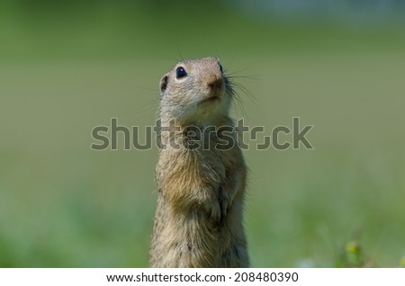 Funny gopher in two feet