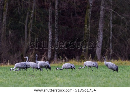 Similar – many cranes search for food on a harvested maize field