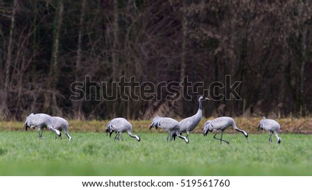 Similar – many cranes search for food on a harvested maize field