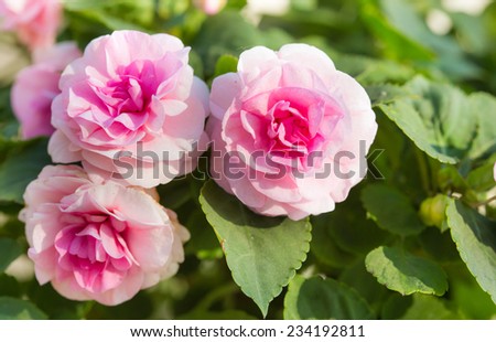 Close-up of pink fairy rose blossom on the tree
