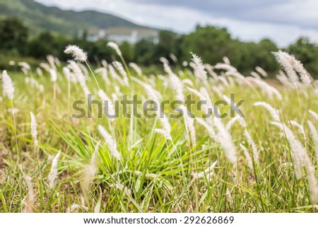 meadow Nature spring outdoor background. soft focus.