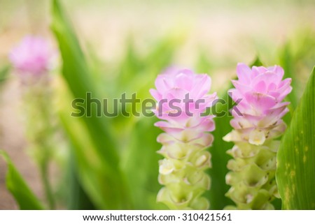 Soft focus curcuma alismatifolia or Siam tulip or Summer tulip in the garden nature Thailand vintage.