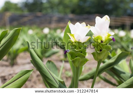 Soft focus curcuma alismatifolia or Siam tulip or Summer tulip in the garden nature Thailand vintage.