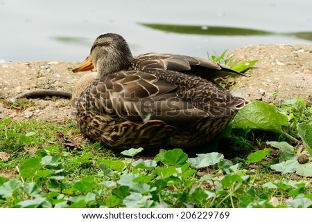 Duck sat in grass flapping wing