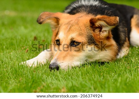 Crossbreed dog laying down in grass