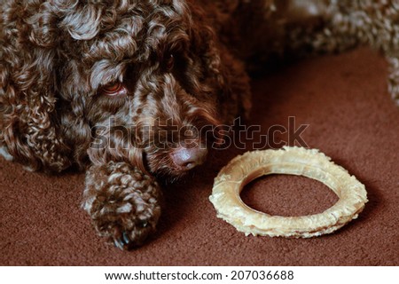 Dog laying down with dog chew