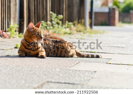 Bengal cat laying on pavement in the sun