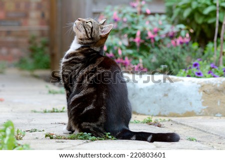 Tabby cat looking up at flying birds