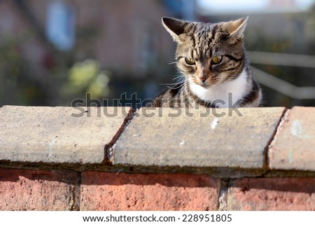 Tabby cat looking over wall