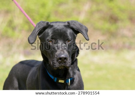 Cross breed dog being walked on lead in park