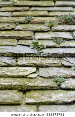 Slate roof tiles covered in green moss and plants