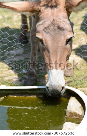 Provence donkey drinking water