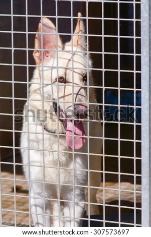 German Shepherd dog in kennel at Dog Rescue centre