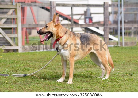 Cross-breed dog being walked on lead