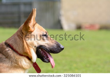 Cross-breed dog portrait