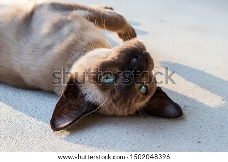 Tonkinese Cat - Domestic Cat Stock photo © 