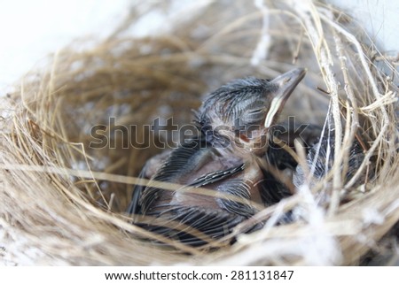 nestling in the nest and feather wings growth story of new born of bulbul bird which see in Thailand
