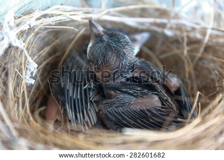 (the growth of birds feather and wings  between 5th-6th day) newborn bird, black bird nestling in the nest and feather wings growth story of new born of bulbul bird which see in Thailand