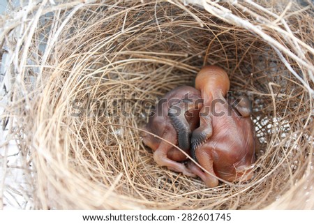 (the growth of birds feather and wings  between 1st-2nd day) newborn bird, nestling in the nest and feather wings growth story of new born of bulbul bird which see in Thailand