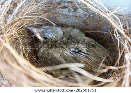 (the growth of birds feather and wings  between 8th-9th day) newborn bird, nestling in the nest and feather wings growth story of new born of bulbul bird which see in Thailand