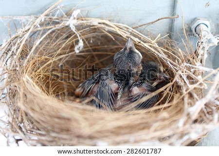 (the growth of birds feather and wings  between 5th-6th day) newborn bird, nestling in the nest and feather wings growth story of new born of bulbul bird which see in Thailand