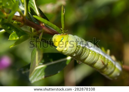 before turn to Thailand native butterfly, caterpillar eating on plant with flowers background