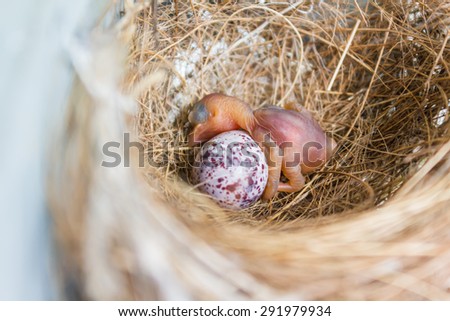 (growth of nestling 1st day born)  new born bird and bird's egg in the nest