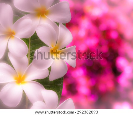 blurred flower with pink bokeh background for writing text