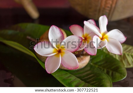 lovely fresh harmony pink flower frangipani or plumeria decorated in boutique and vintage style
