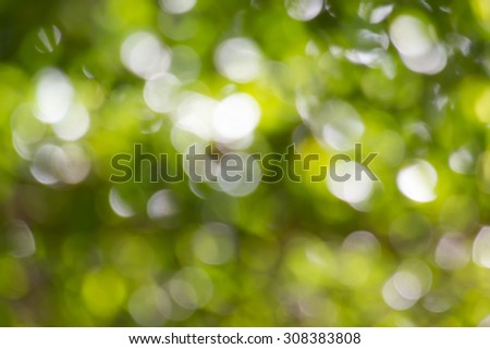 de-focused or natural blurred tree bush for natural green bokeh background