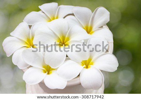 beautiful charming aroma white flower plumeria in big classic  vase made a corner in house  more classic and fresh with natural look